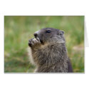 Marmota marmota cards