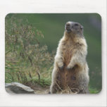 Marmota marmota mousepad