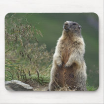 Marmota marmota mousepad