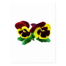 Maroon and Yellow Pansies Postcards