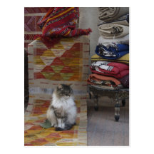 Marrakesh Cat Postcard