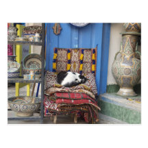 Marrakesh Cat Postcard
