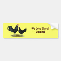Marsh Daisy Chickens Bumper Stickers