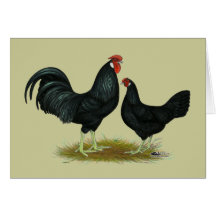 Marsh Daisy Chickens Card