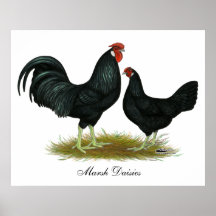 Marsh Daisy Chickens Posters