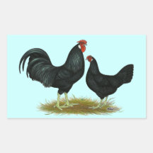Marsh Daisy Chickens Rectangular Stickers
