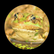Marsh Frog magnets