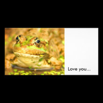 Marsh Frog, photo cards