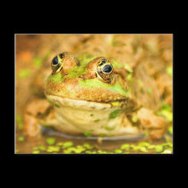 Marsh Frog postcards