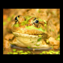 Marsh Frog posters