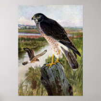 Marsh Hawk Posters