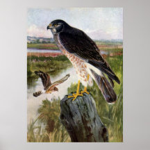 Marsh Hawk Posters