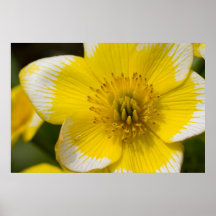 Marsh Marigold Posters