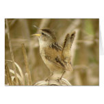 Marsh Wren Greeting Cards