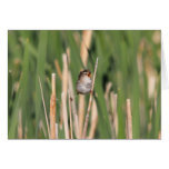Marsh Wren Cards