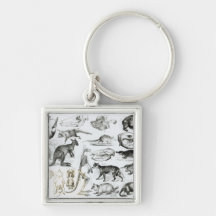 Marsupialia, Monetremata, Edentata Key Chains