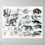 Marsupialia, Monetremata, Edentata Posters