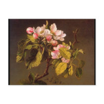 Martin Johnson Heade Apple Blossoms Post Card