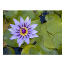 Martinique, French Antilles, West Indies, Blue Photograph