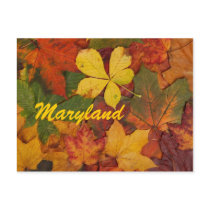 Maryland Autumn Leaves Postcard