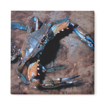 Maryland Blue Crab Magnets