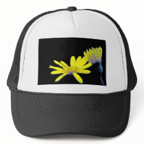 Maryland Golden Aster Hats