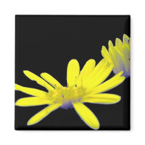 Maryland Golden Aster Magnet