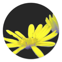Maryland Golden Aster Stickers