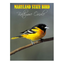 Maryland State Bird - Baltimore Oriole Postcard
