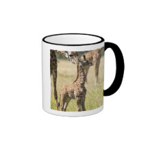 Masai giraffes, Giraffa camelopardalis 2 Coffee Mug