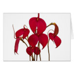 Masdevallia Orchid - Card
