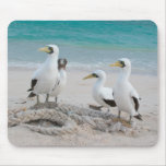 Masked Boobies on a beach Mouse Pads