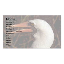 Masked Booby Business Card Templates