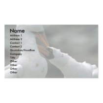 Masked Booby, Courtship Business Card Templates