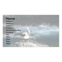 Masked Booby, Courtship Business Card