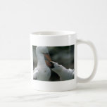 Masked Booby, Courtship Mug