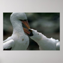 Masked Booby, Courtship Print
