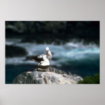 Masked Booby, Courtship Posters