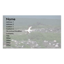 Masked Booby In Flight Over Rookery Business Card Templates