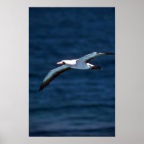 Masked Booby In Flight Posters