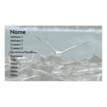 Masked Booby Landing In Rookery Business Card Template