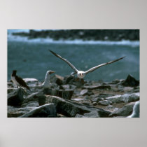 Masked Booby Landing In Rookery Print