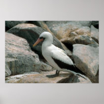 Masked Booby On Rock Poster