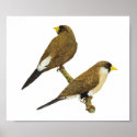 Masked Finch - Poephila personata posters