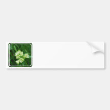 Masterwort Bumper Sticker