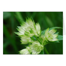 Masterwort Greeting Card