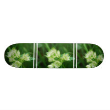 Masterwort Skateboard