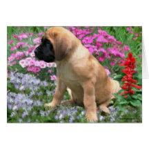 Mastiff puppy flower garden card