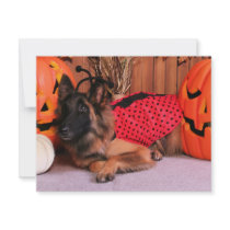 Mathias - Belgian Tervuren - Annie