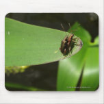 Mating Bugs mousepads